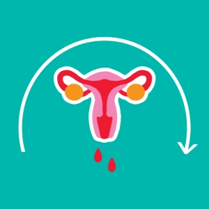 Menstrual Cycle