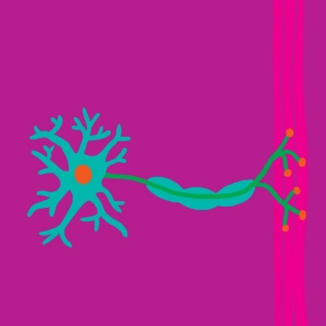 Structure and ultrastructure of the neuron