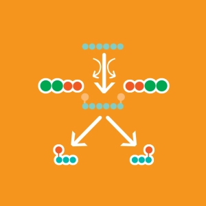 Glycolysis