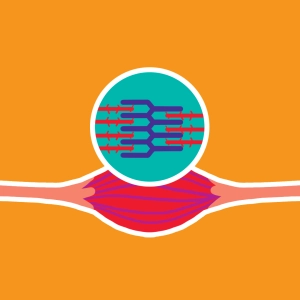 Muscle contraction