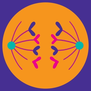 Mitosis #2