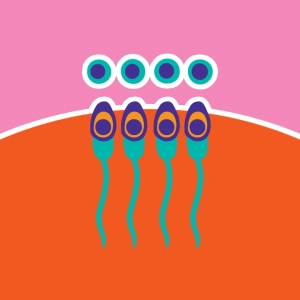 Spermatogenesis