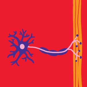 Quiz on Neurons