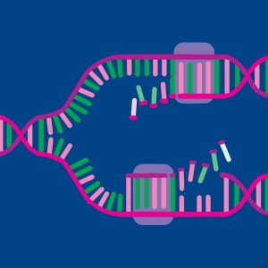 DNA replication