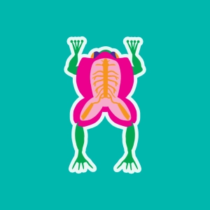 Flexion reflex in the frog